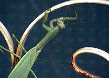 Praying Mantis - Photo by Sharani