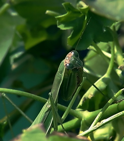 Praying Mantis - Photo by Sharani