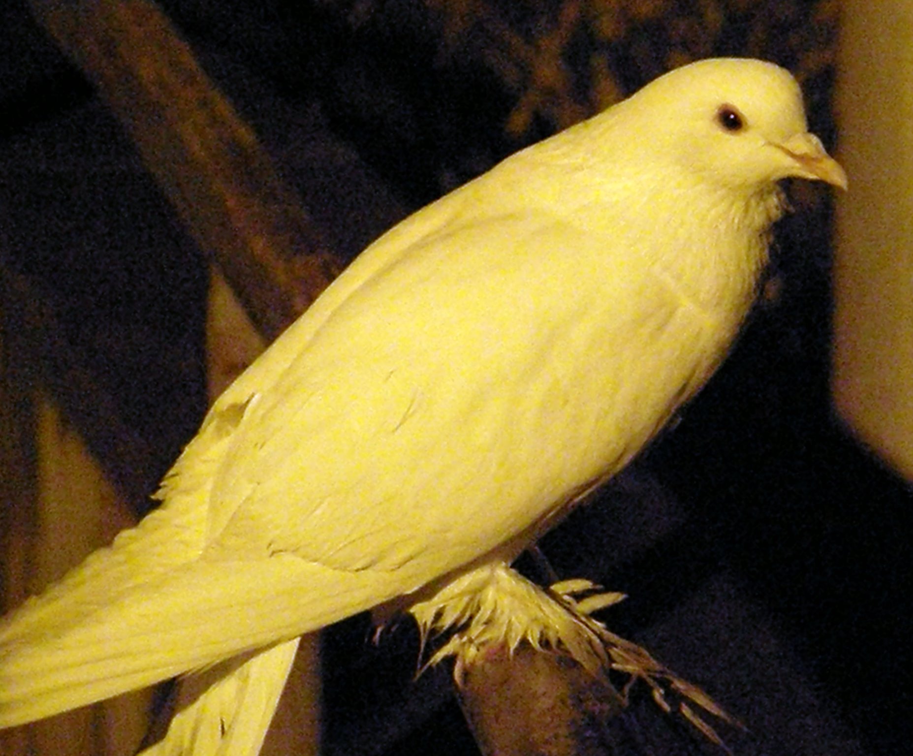 Bird of Peace outside library - Photo by Sharani