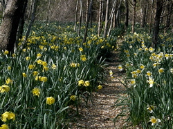 Daffodil Field in Dartmouth - Photo by Sharani