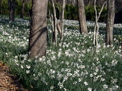 Daffodil Field in Dartmouth - Photo by Sharani