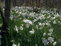 Daffodil Field in Dartmouth Photo by Sharani