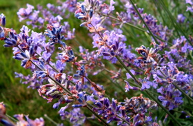 Lavender blooms in my yard Photo by Sharani
