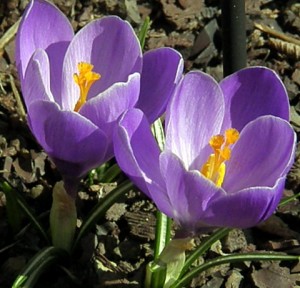 Crocus blooming in my yard March 2009