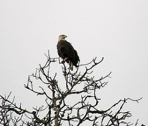 Bald Eagle in a tree in West Seattle Bald Eagle in a tree in West Seattle