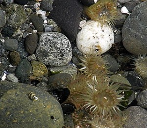 Sea Anemones on Beach in Seattle sea anemones on beach at Alki Point