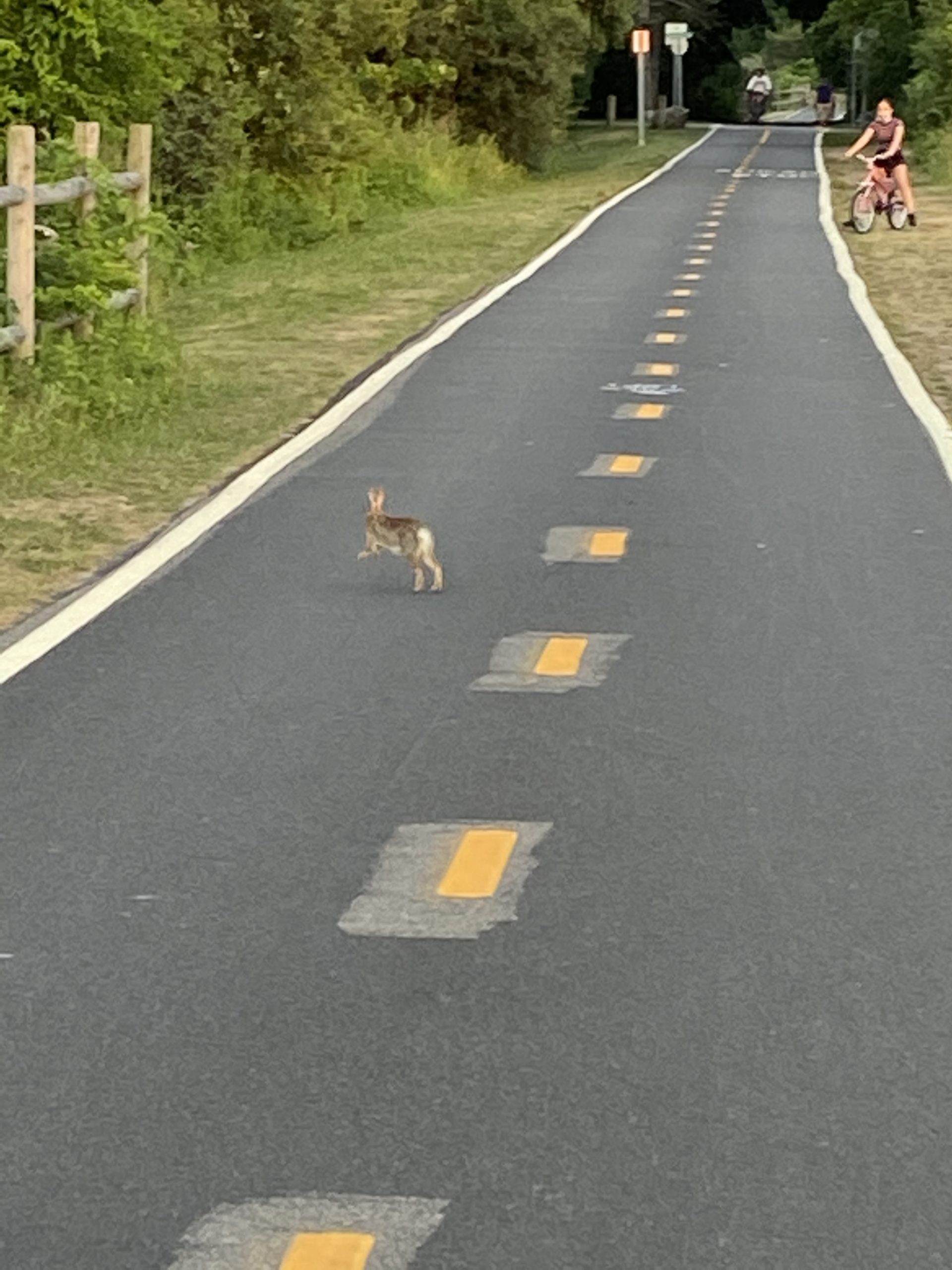 bunny on the path