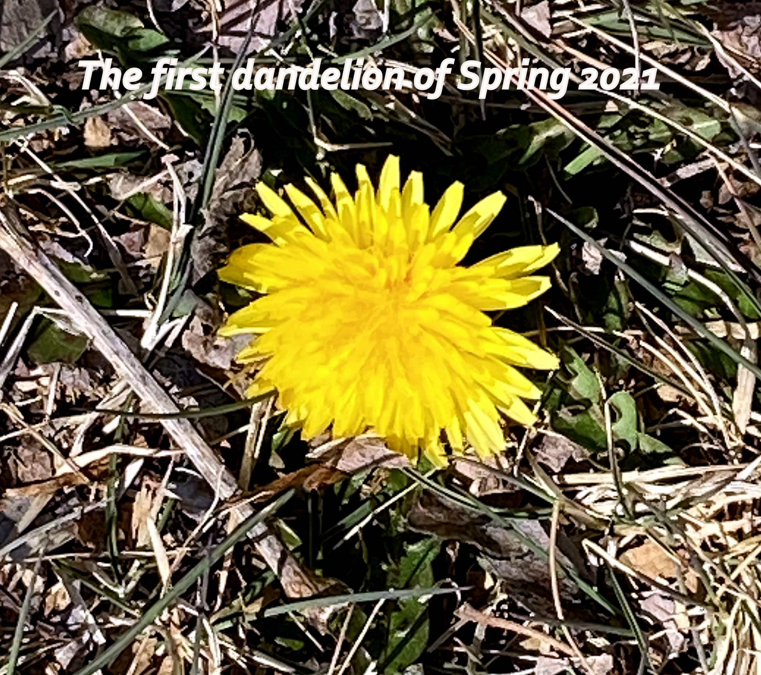 Dandelion Spring 2021