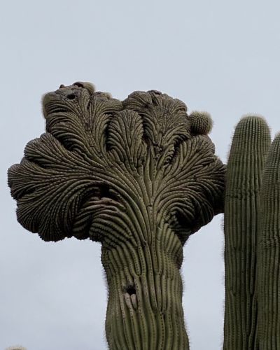Desert Botanical Garden